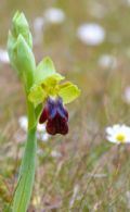 Ophrys lojaconoi